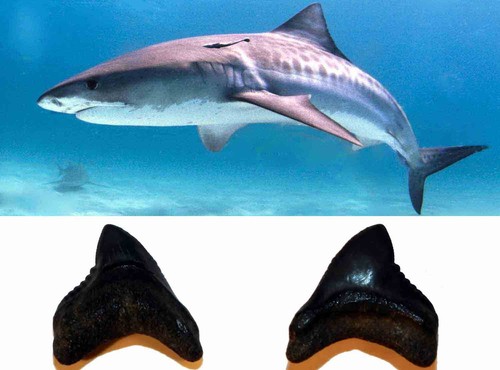 Galeocerdo contortus dente - galeocerdo,
