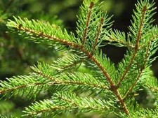 10 semi di ABETE ROSSO - picea