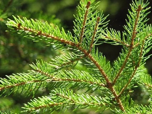 Semi abete rosso - abete, picea