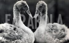 Foto vintage Regno Unito, Due anatre e un cuore, anni 80, stampa 20x13 cm