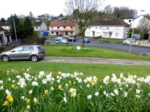 Photo 6x4 daffodils - 6x4,