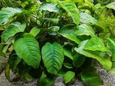 Pianta acquatica Anubias barteri