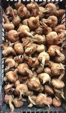 200 Bulbi di Zafferano 10/11