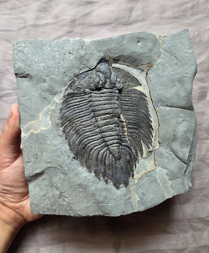 Rarissimo arctinurus boltoni - rarissimo,