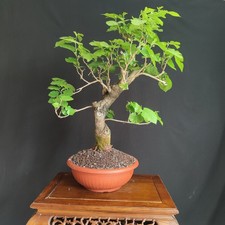 PRE BONSAI  DI GELSO NERO