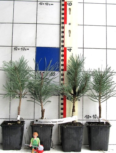 Pinus sylvestris edwin - pinus,