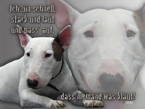Mini bull terrier cartello - mini,