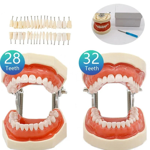 Modello didattico dentale