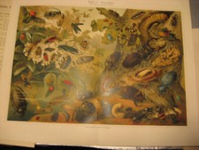 Comlitografie antiche del 1900