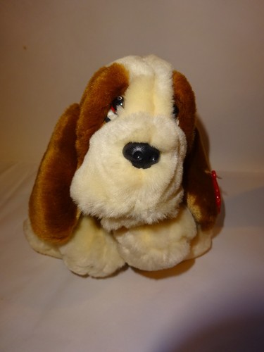 Basset hound puppy dog - hound,