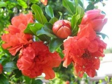 Melograno fiore punica - melograno, da