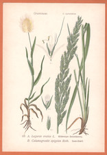 Erba di velluto Lagurus ovatus