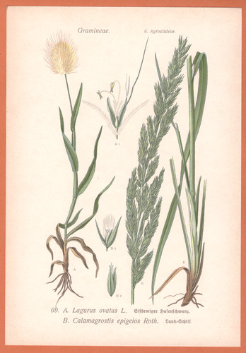 Erba velluto lagurus - erba, ovatus