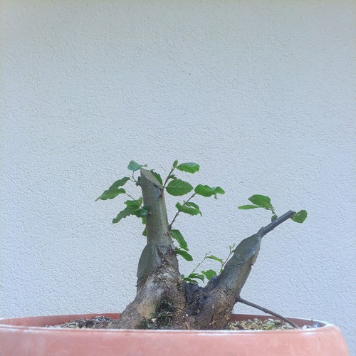 Bonsai multi trunk carpino - multi,