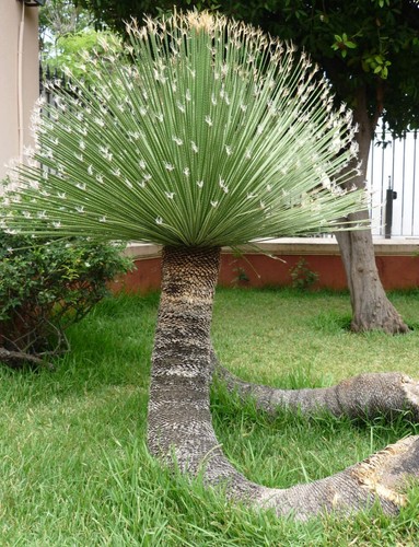 Dasylirion acrotrichum 70cm - dasylirion, 50-70cm