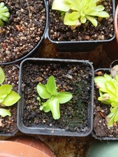 pianta carnivora