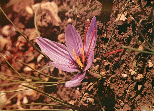 Picture postcard flower - postcard~,