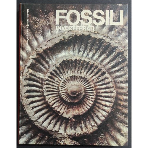 Fossili invertebrati - fossili,