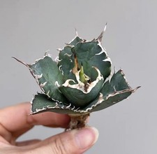 1PCS Seedling 4-6cm Agave