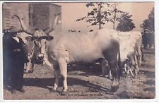 Todi Bovi Sulla Piazza Del Mercato L'Umbria Illustrata Tilli (non viagg. picc.)