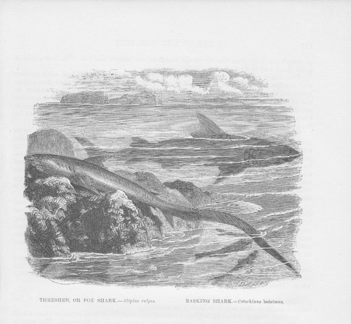 Squalo alopias vulpinus - squalo,