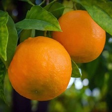 PIANTA DI ARANCIO VALENCIA in