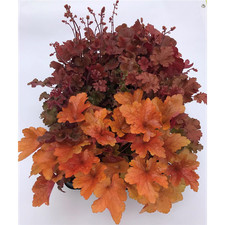 Heuchera Mix Set Rosso-Arancio