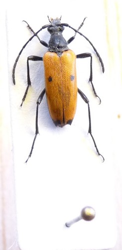 Nustera lindbergi villiers - nustera,
