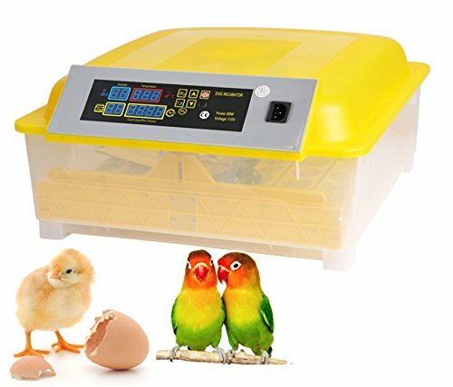 Incubatrice egg bird - egg, 48