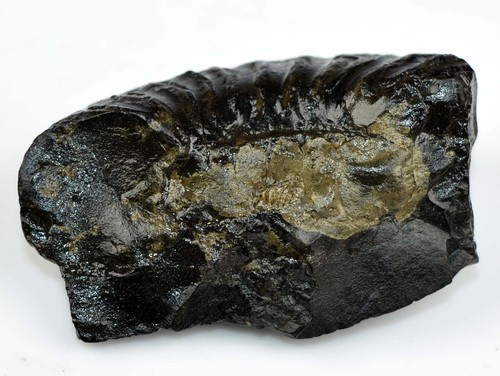 Sudarsahan shaligram pace - sudarsahan, e