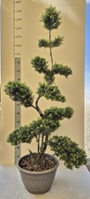 Agrifoglio giapponese ilex - agrifoglio, 'ilex