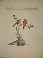 Stampa antica bengalino - stampa,