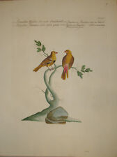 Stampa antica "Bengalino  Amadarad" birds Manetti Ornithology uccelli