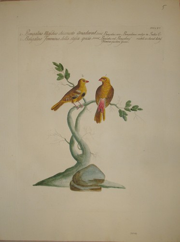 Stampa antica bengalino - stampa, "bengalino