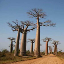 Adansonia madagascariensis