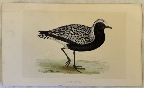 Morris grey plover - grey,
