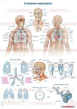 Poster anatomia umana - Il
