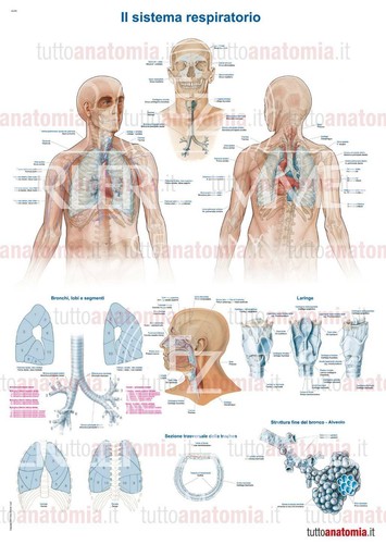 Poster anatomia umana - , il