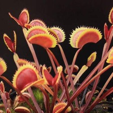 Dionea Red Piranha – 10 Semi – Pianta Carnivora Rara, Trappole con Margini Rosso