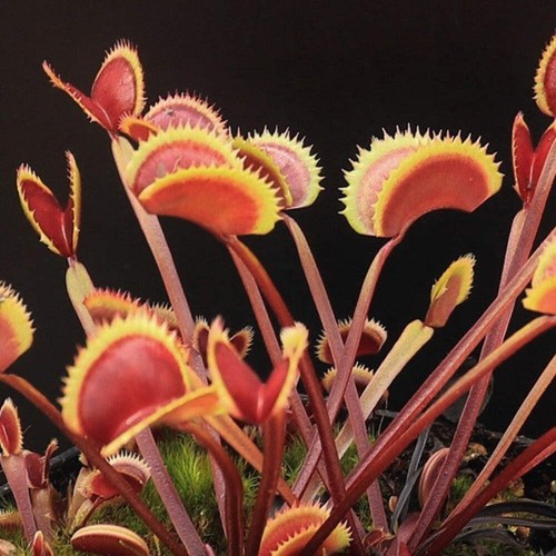 Dionea red piranha 10 semi - piranha, –