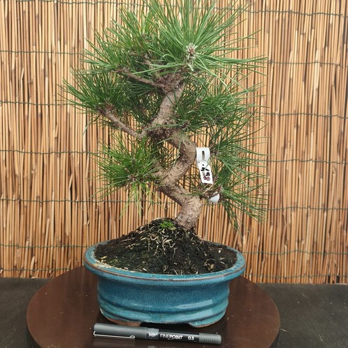 Bonsai pino nero 38cm - nero,