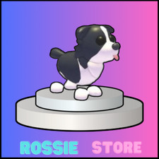 BORDER COLLIE - BUY NOW