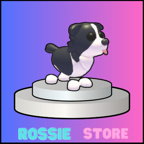 Border collie buy - -,