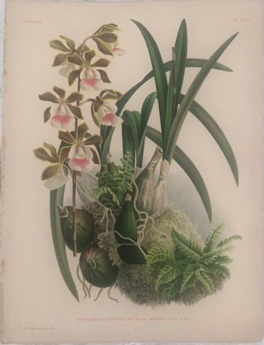 Epidendrum atropurpureum - epidendrum,
