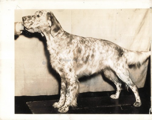 1942 daro maridor - 1942,