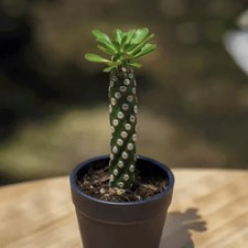 Pianta di cactus succulenta 8