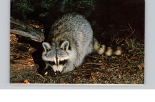 Raccoon Everglades National