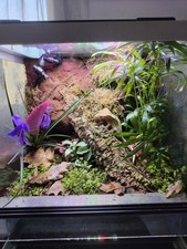 Terrario Bioattivo Per Rettili/Anfibi