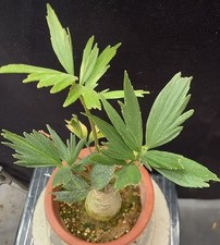 Zamia furfuracea wysiwyg - zamia,