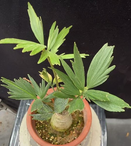 Zamia furfuracea wysiwyg - zamia,